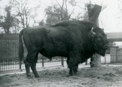 A Male European Bison Standing on the Grass in His Paddock, London Zoo, October 1927 (The Vulnerable European Bison Are Also Known as Wisent or European Wood Bison) by Frederick William Bond