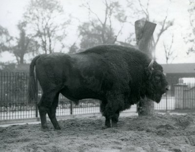 A Male European Bison Standing on the Grass in His Paddock, London Zoo, October 1927 (The Vulnerable European Bison Are Also Known as Wisent or European Wood Bison) by Frederick William Bond