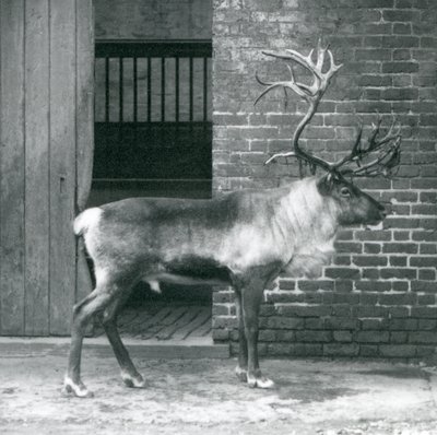 A mature Reindeer Stag standing in his paddock at London Zoo in 1925 by Frederick William Bond