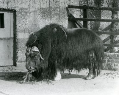 A mature bull Muskox standing, eating in his paddock at London Zoo in 1931 by Frederick William Bond