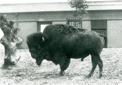 A near threatened American Bison bull standing in his paddock, London Zoo, 1927 by Frederick William Bond