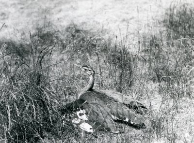 Arabian Bustard at London Zoo, July 1925 by Frederick William Bond