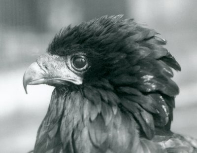 A near threatened Bateleur Eagle at London Zoo by Frederick William Bond