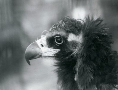 A near threatened Eurasian Black Vulture at London Zoo by Frederick William Bond