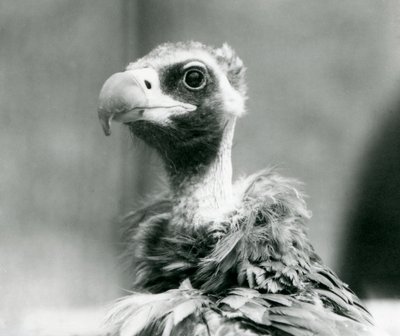 A near threatened Eurasian Black Vulture at London Zoo by Frederick William Bond