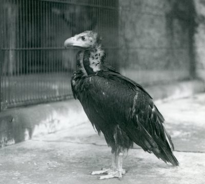 A near threatened Eurasian Black Vulture standing at London Zoo by Frederick William Bond