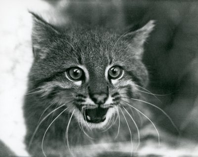 A near threatened Pampas Cat/Pantanal Cat/Colocolo at London Zoo in 1929 by Frederick William Bond