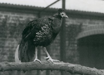 A near threatened Viellot