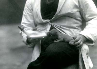A newborn Lion cub being bottle-fed by its keeper, London Zoo, 1923 by Frederick William Bond