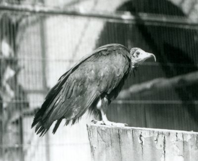 Hooded Vulture at London Zoo, September 1925 by Frederick William Bond
