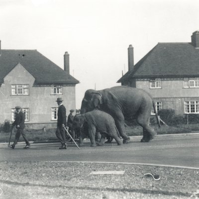A Pair of Indian Elephants Walking from Tilbury to ZSL Whipsnade by Frederick William Bond