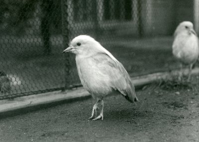 A Pair of Kagus Standing on the Floor of Their Enclosure at London Zoo, 1927 by Frederick William Bond