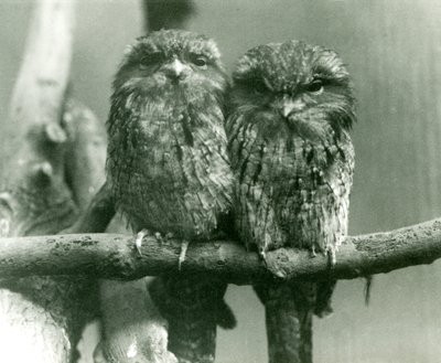 A pair of Tawny Frogmouths sitting on a branch at London Zoo by Frederick William Bond