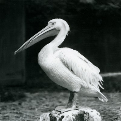 Pelican at London Zoo, September 1925 by Frederick William Bond
