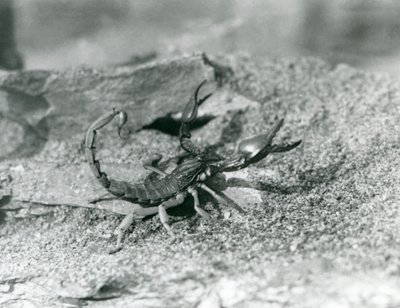 A scorpion at London Zoo in 1929 by Frederick William Bond