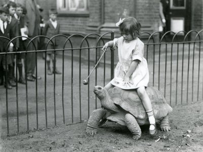 A small girl, Betty, holds out a stick with an apple on the end to lead the Giant Tortoise she is riding, London Zoo, 1924 by Frederick William Bond