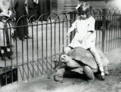 A small girl, Betty, holds out a stick with an apple on the end to lead the Giant Tortoise she is riding, London Zoo, 1924 by Frederick William Bond