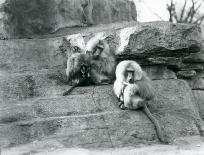 A small group of three adult and one baby Sacred Baboons among the rocks of 