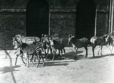 A Small Herd of Chapman