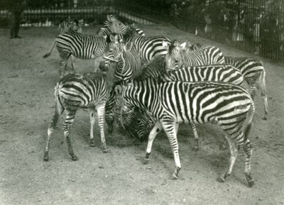 A Small Herd of Chapman’s Zebra, Including Young, London Zoo in 1923 by Frederick William Bond
