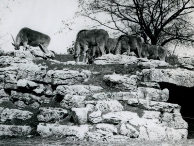 A small herd of Common Eland grazing amongst the rocks in the Eland Antelope Paddock at London Zoo in June 1925 by Frederick William Bond