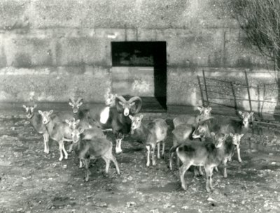 A Small Herd of Mouflon at London Zoo in November 1926 by Frederick William Bond
