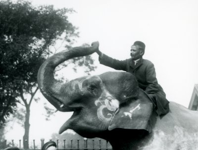 A trainer sitting astride the neck of a decorated Indian Elephant while reaching forward to hold the end of its upturned trunk, London Zoo, 1927 by Frederick William Bond