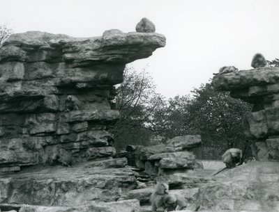 A troop of Sacred Baboons among the rocks on 