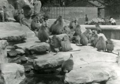 A troop of Sacred Baboons, including one drinking from a pool, among the rocks of 