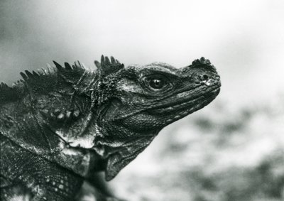 A vulnerable Sailfin Lizard at London Zoo in 1928 by Frederick William Bond