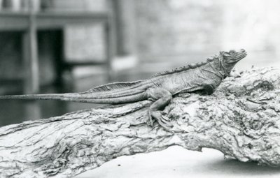 A vulnerable Sailfin Lizard resting on a log at London Zoo in 1928 by Frederick William Bond