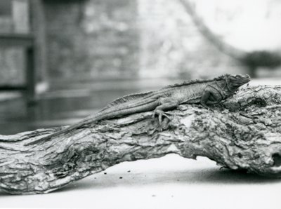 A vulnerable Sailfin Lizard resting on a log at London Zoo in 1928 by Frederick William Bond