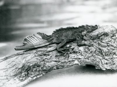 A Vulnerable Sailfin Lizard, with a Damaged Tail, Resting on a Log at London Zoo in 1929 by Frederick William Bond