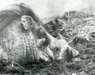 A warthog resting in mud at London Zoo by Frederick William Bond