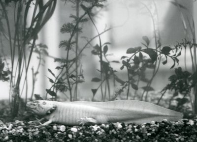 A white Axolotl/Mexican Salamander resting on gravel on the floor of a tank at London Zoo in 1928 by Frederick William Bond