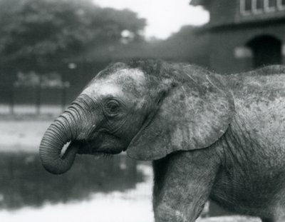 Young African Elephant with the End of Its Trunk in Its Mouth, London Zoo, August 1925 by Frederick William Bond