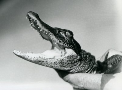 A young Alligator held around the neck by its keeper, London Zoo, August 1928 by Frederick William Bond