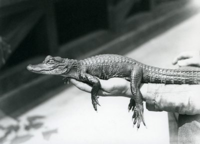 A young Alligator held in the hand of its keeper, London Zoo by Frederick William Bond