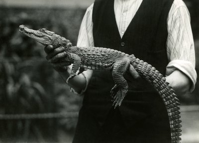 A young American Alligator held by its keeper, London Zoo, 1924 by Frederick William Bond