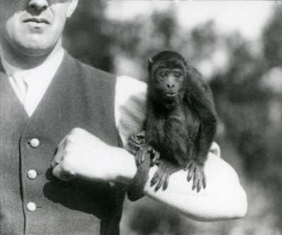 A Young Black Howler Monkey Sits on a Man