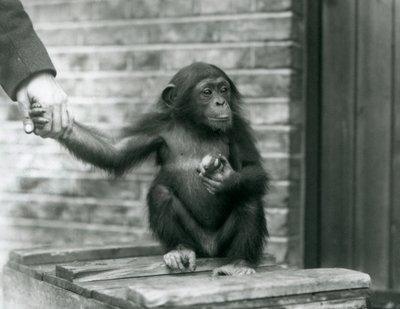 A Young Chimpanzee Holding the Hand of a Keeper While Sitting on a Wooden Crate, London Zoo, June 1926 by Frederick William Bond