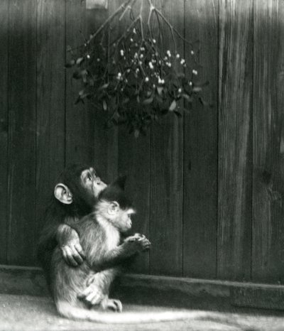 A Young Chimpanzee Puts His Arm Around a Mangabey Under Mistletoe at London Zoo in December 1924 by Frederick William Bond