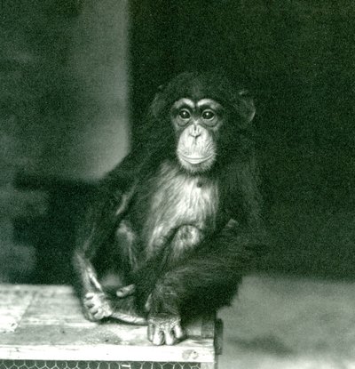 A Young Chimpanzee Sitting on a Wooden Crate at London Zoo in 1924 by Frederick William Bond