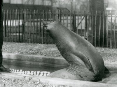 A young Elephant Seal reaching backwards, London Zoo by Frederick William Bond