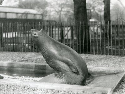A young Elephant Seal reaching backwards, London Zoo by Frederick William Bond