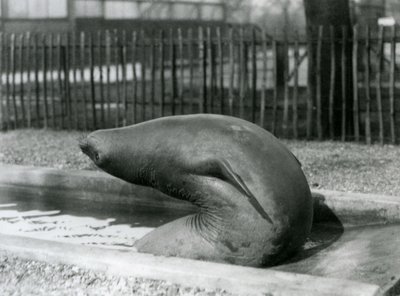 A young Elephant Seal reaching backwards, London Zoo by Frederick William Bond