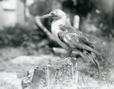 A young Gannet standing on a tree stump at London Zoo in 1929 by Frederick William Bond