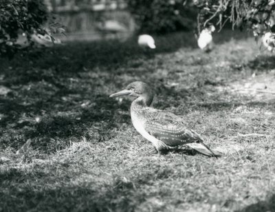 A Young Gannet Standing on Grass at London Zoo by Frederick William Bond