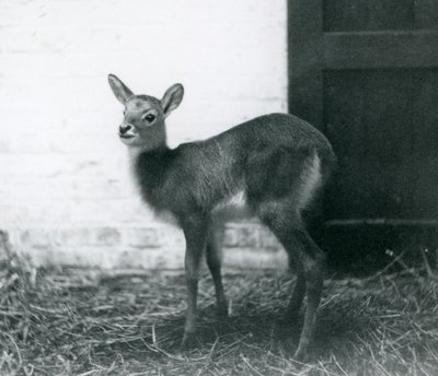 A young Lechwe standing on hay, London Zoo, January 1926 by Frederick William Bond