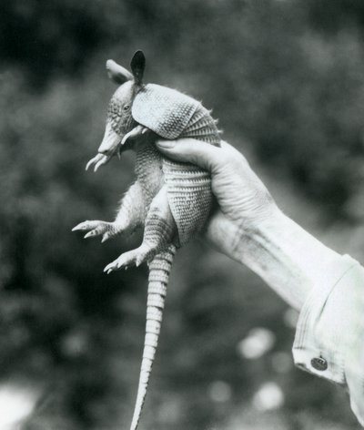 A Young Nine-banded Armadillo Held Up in a Keeper